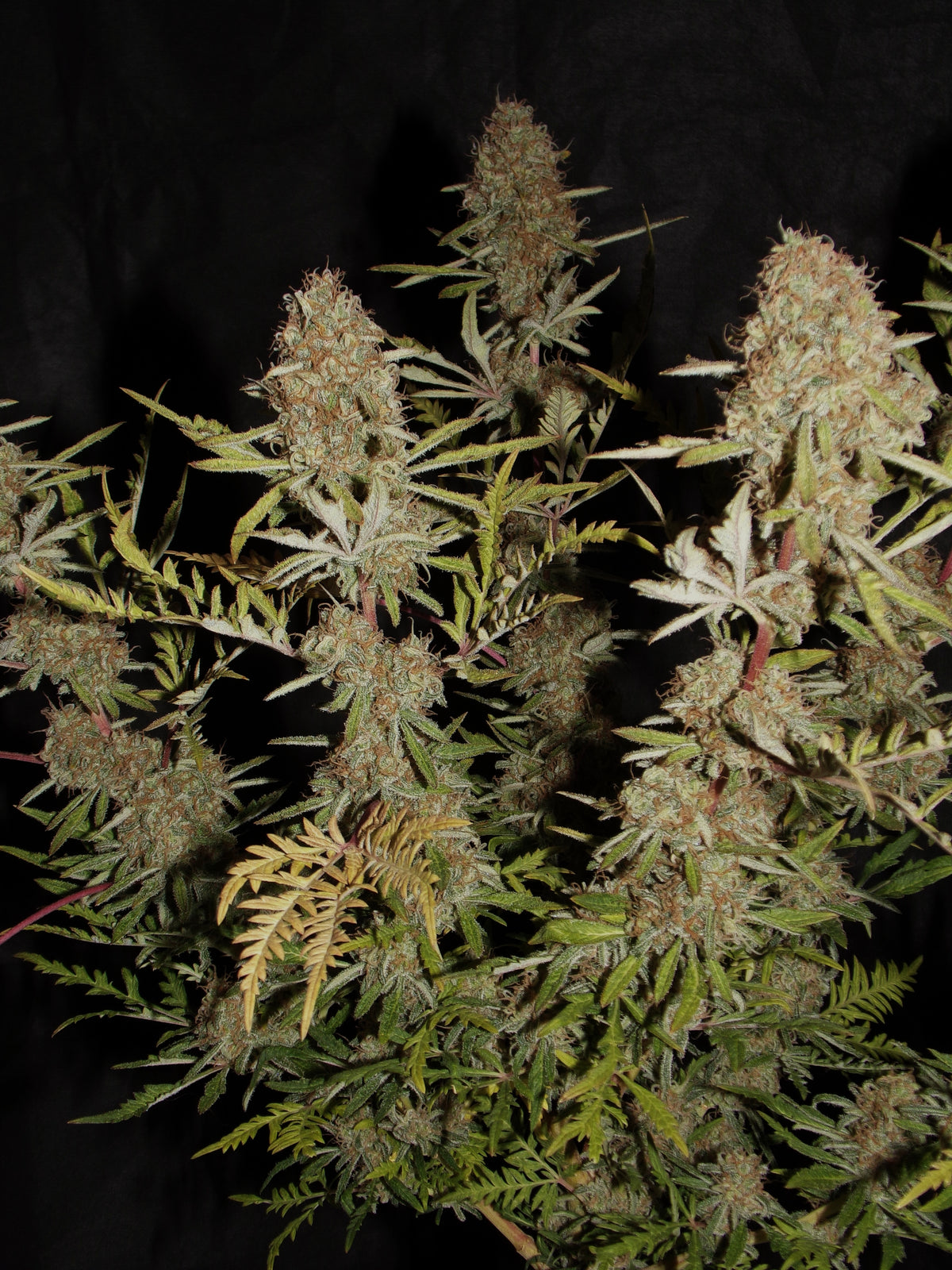 Banana Chem Freak© (Banana Punch Freak x Blueberry Vintage Freak x Mentha de Croco F3 "Fusion Raptor")