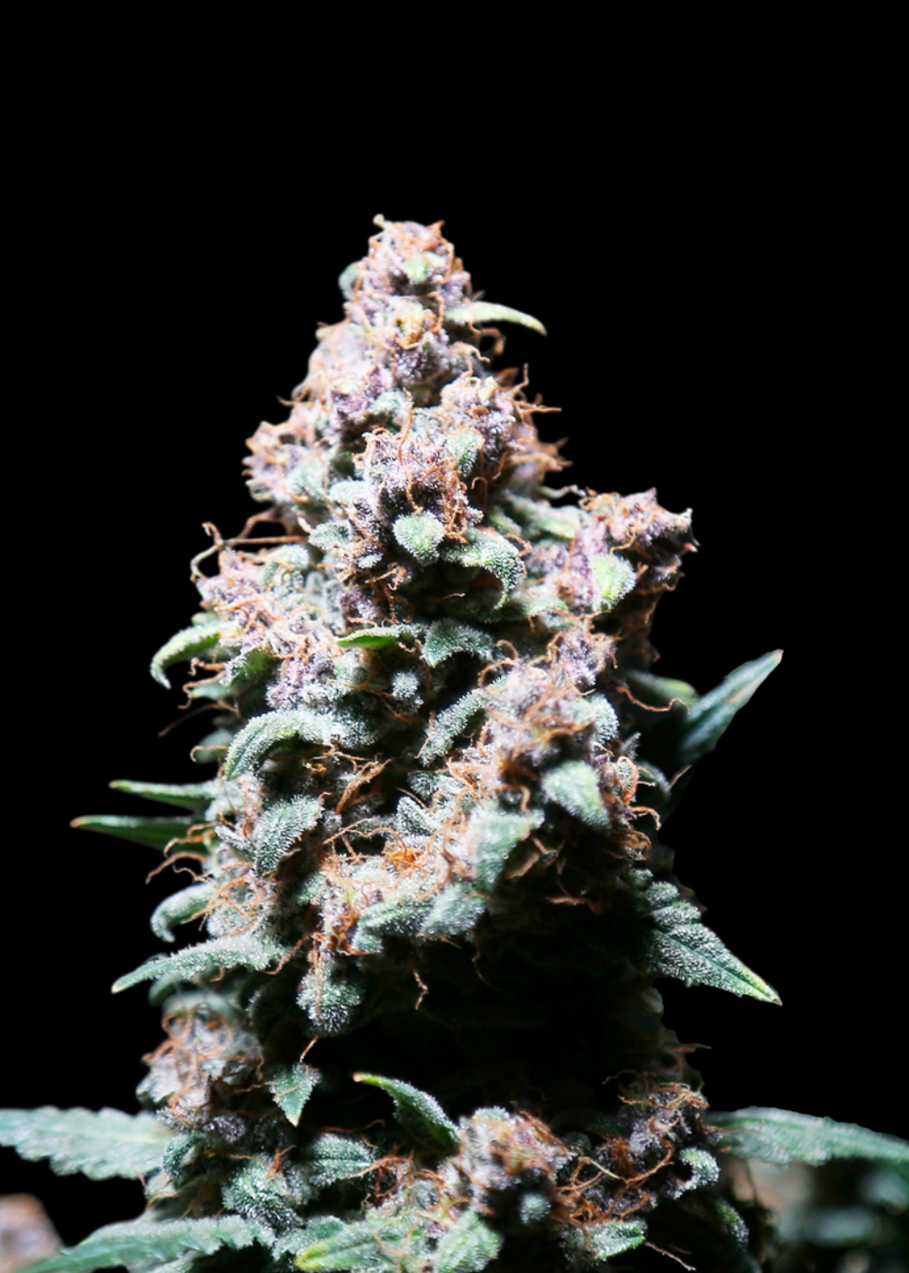 Platinum Ape Auto© Fem