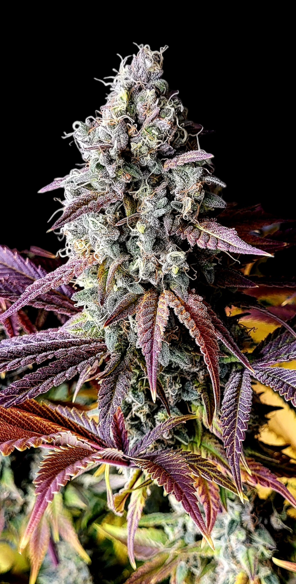Mentha de Mandarin© (Mandarin Squeeze x Mentha de Croco Bx1 Fern)