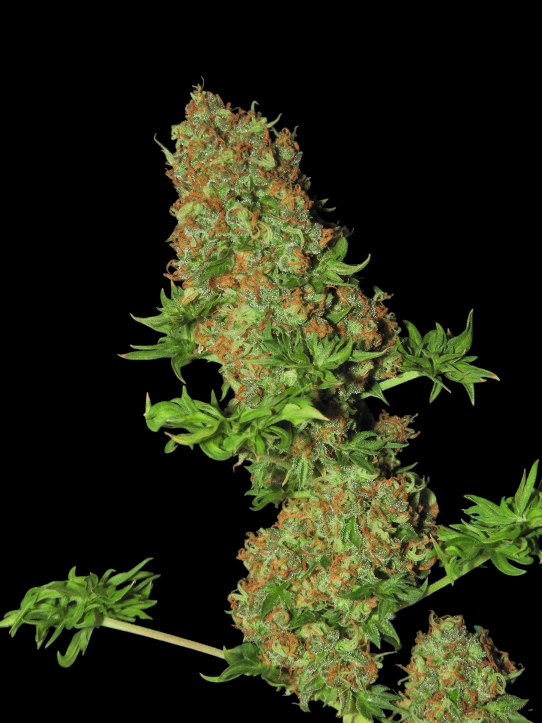 FlowOG ABC© (Flo Fusion ABC x Purple Urkle OG Dooligah F2)