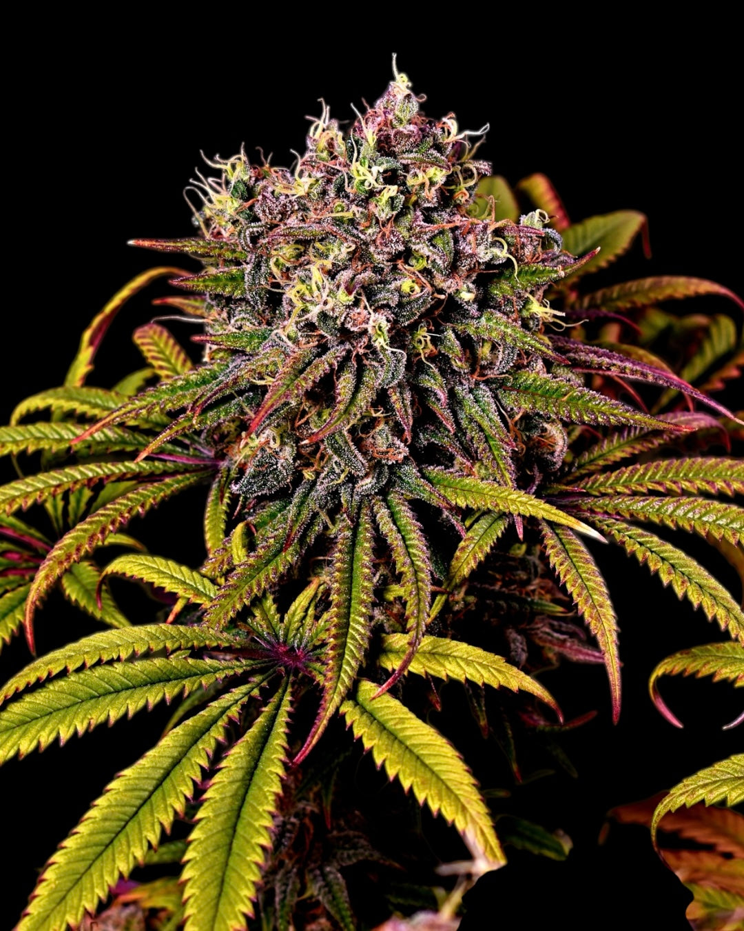 Tropical Swirl© Mutant Fem *Exclusive Free Seed*