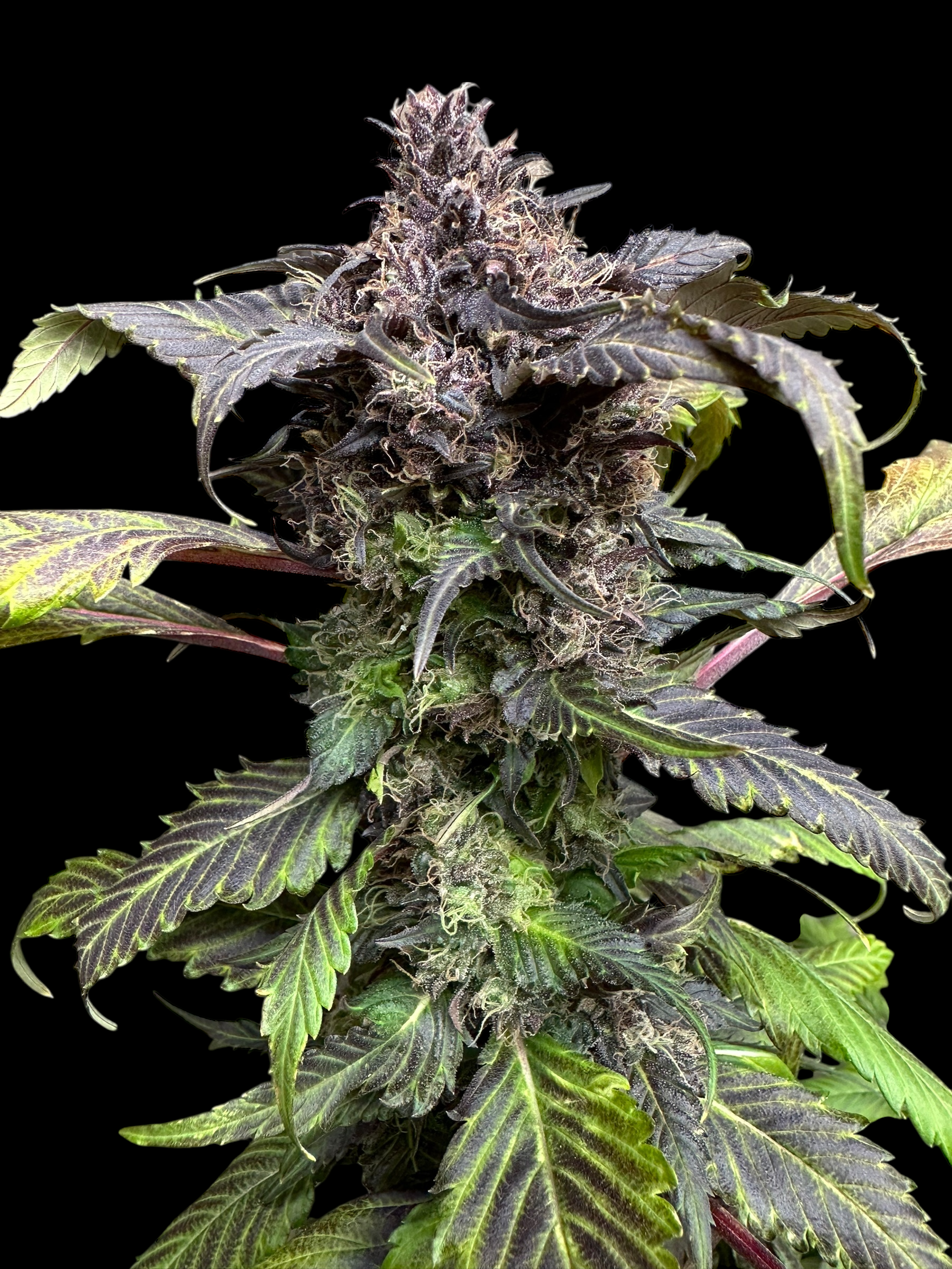 BBQ Cough GPP© (Korean BBQ GPP x (Strawberry Cough x Spicy Temptation GPP)