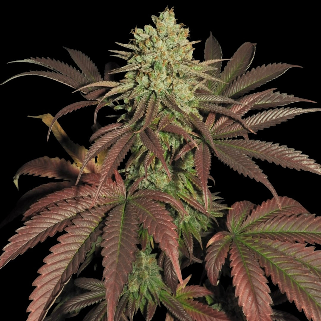 Haze D’Lux© Fem *LIMITED*