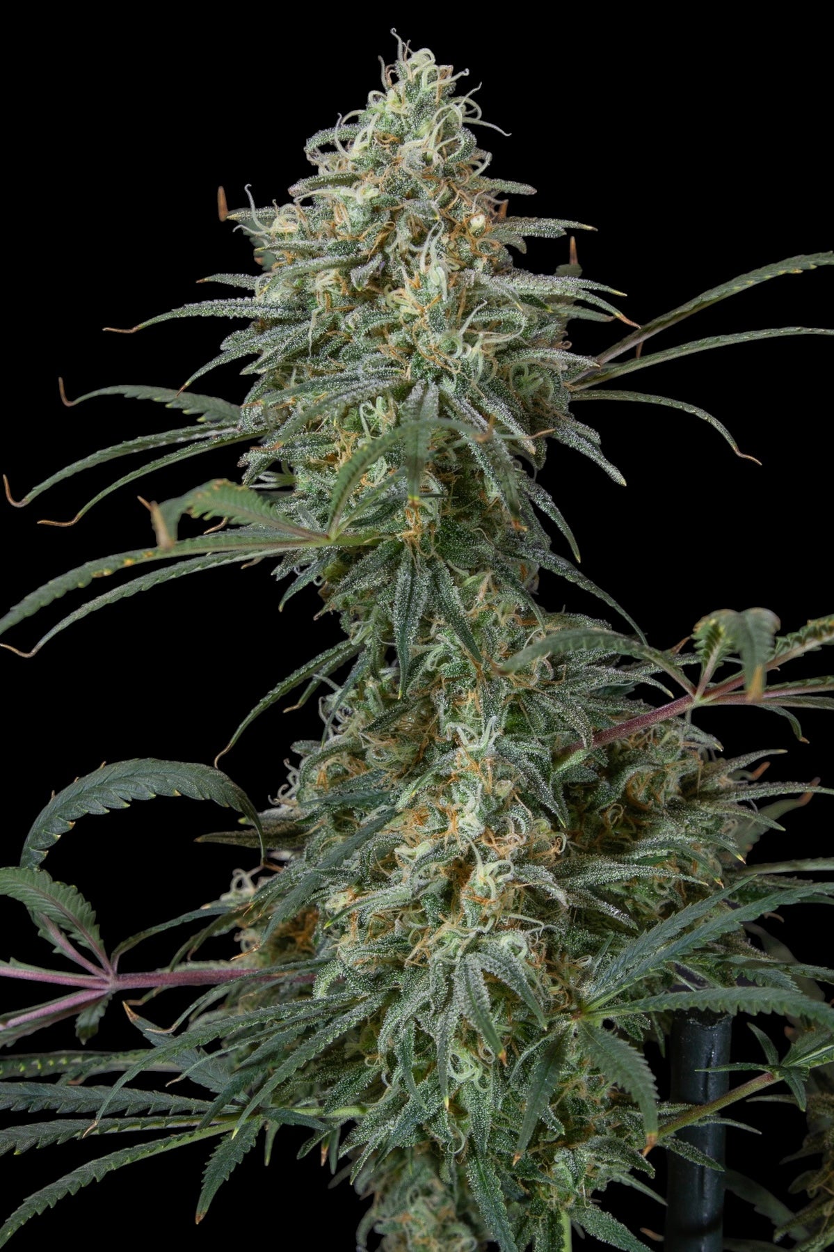 A5Chaze© (A5 Haze x Mentha de Croco Bx1 Fern)