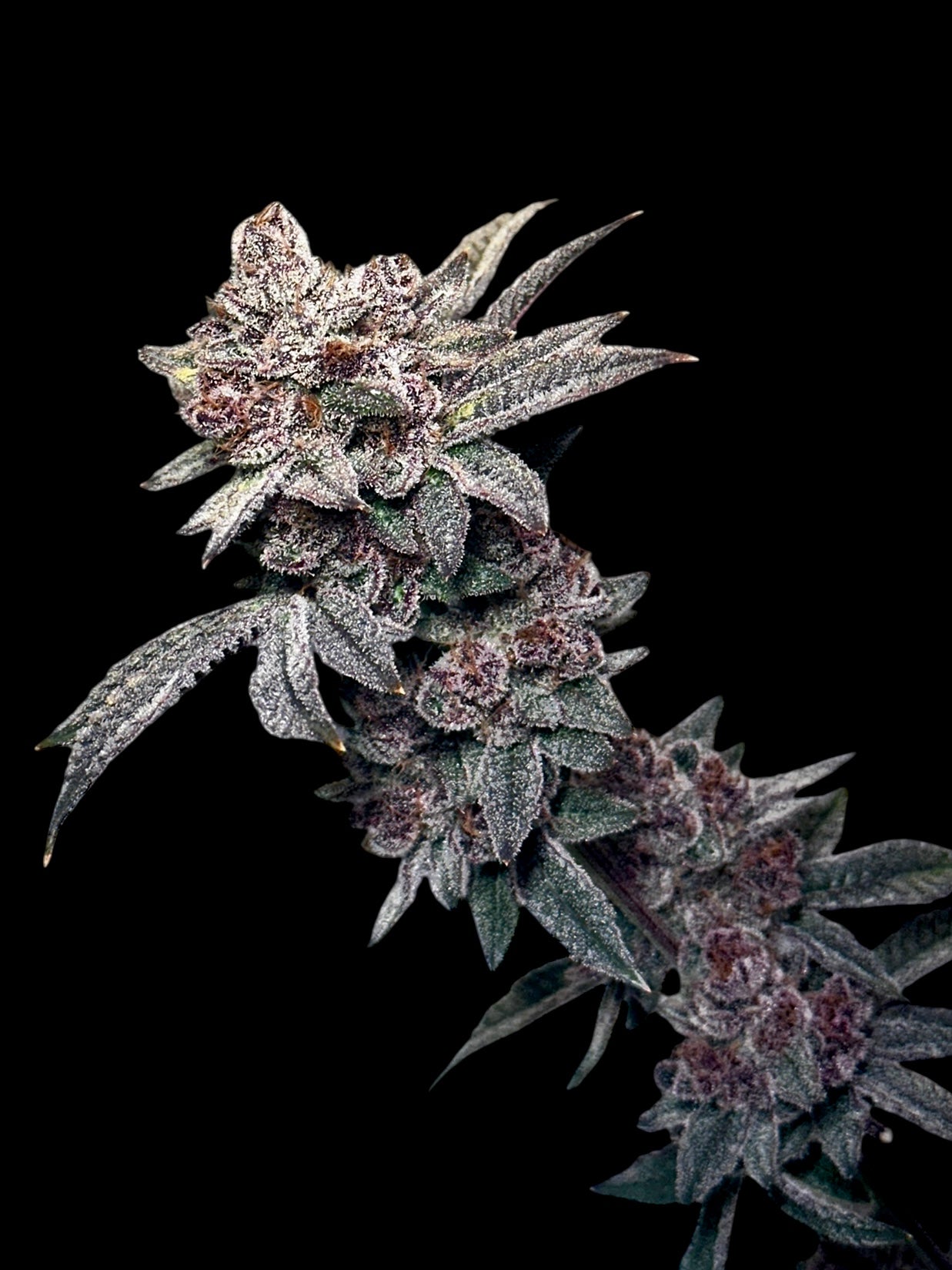 Gary & Gas© (Gary’s Nuts × Mentha de Croco Bx1 Fern)