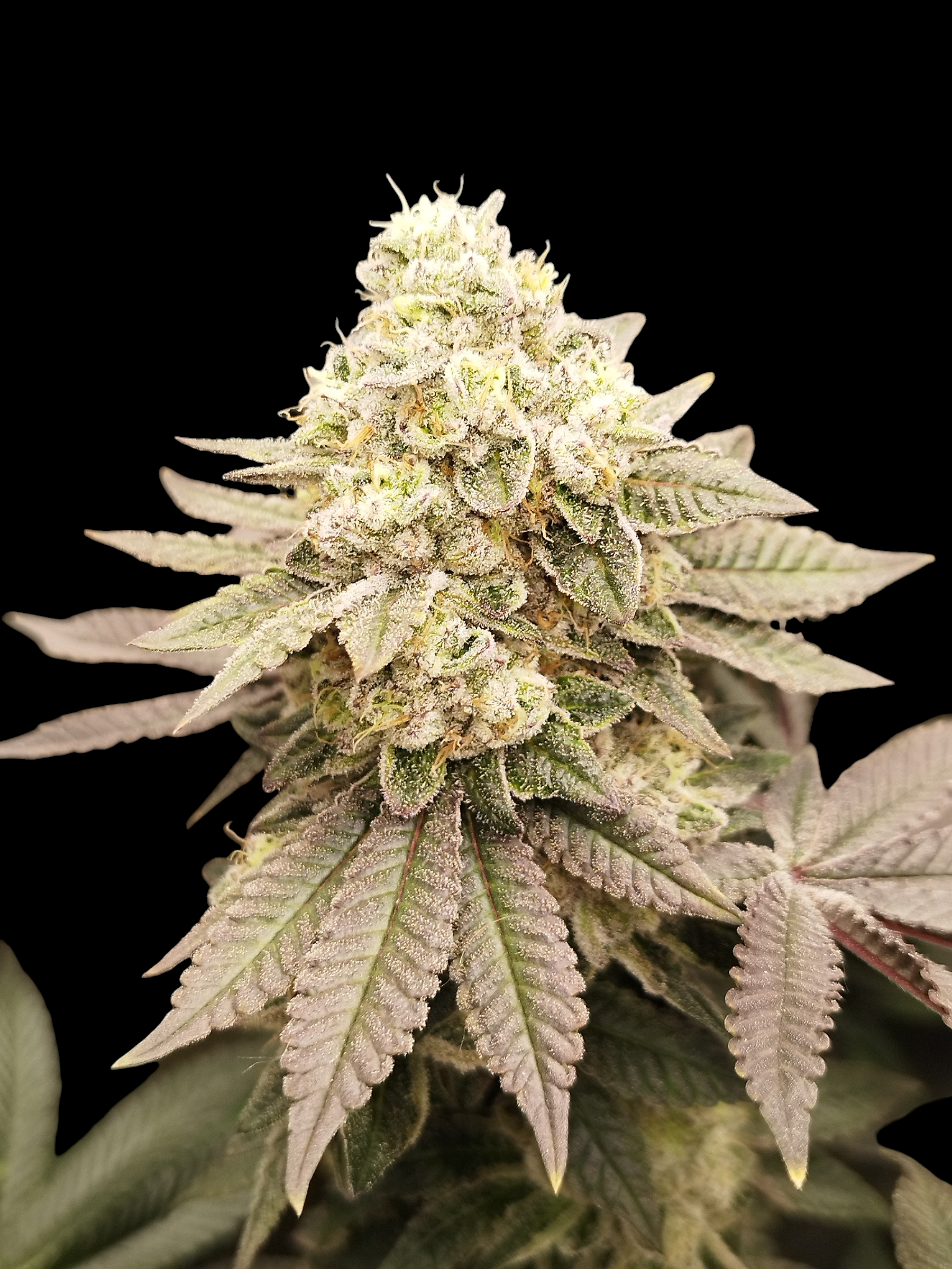 Soda Cream