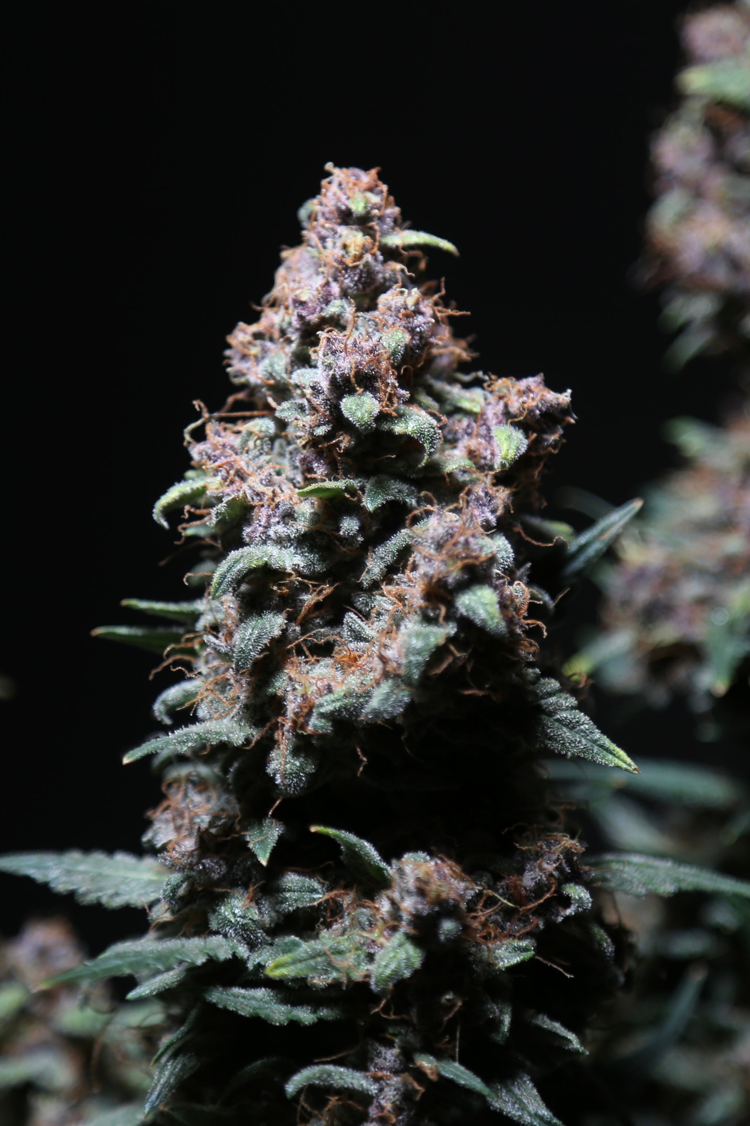 Platinum Ape Auto© (Gorilla Vanilla x Gorilla Glue XXL Auto)