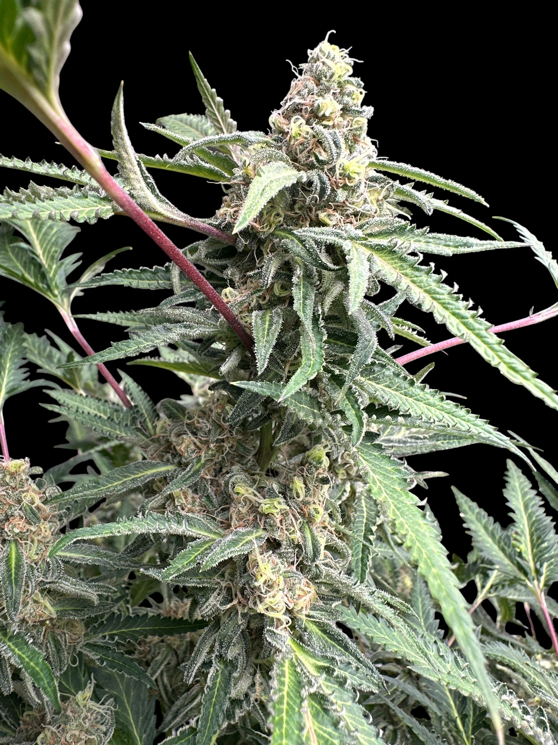 Chem Raptor© (Mentha de Croco #51 F2 × Mentha de Croco "Fusion Raptor F3")