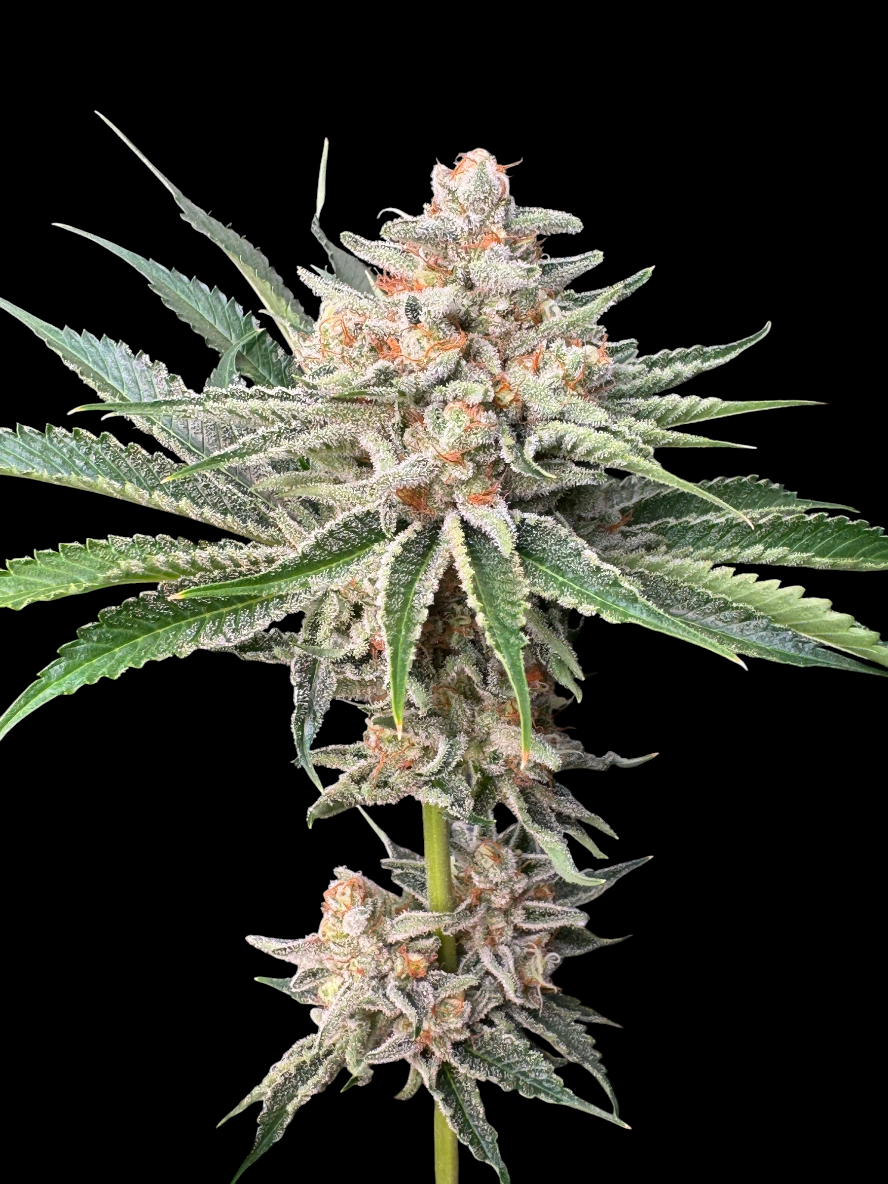 SourCenter OG