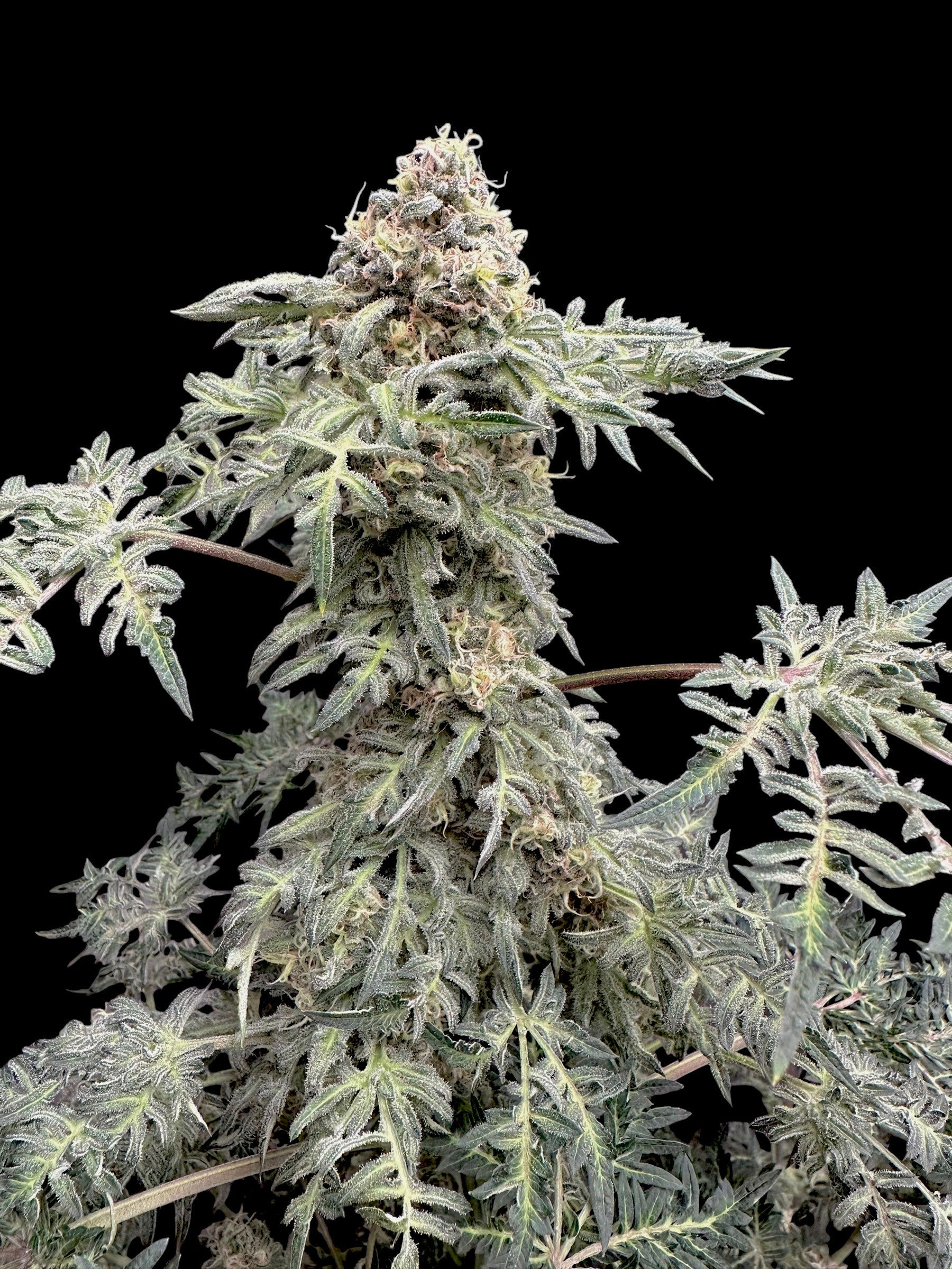 Lavender & Cheese (Shoreline x MDC) F2 x Guava Mezcal "Cheesus Christ Cut")