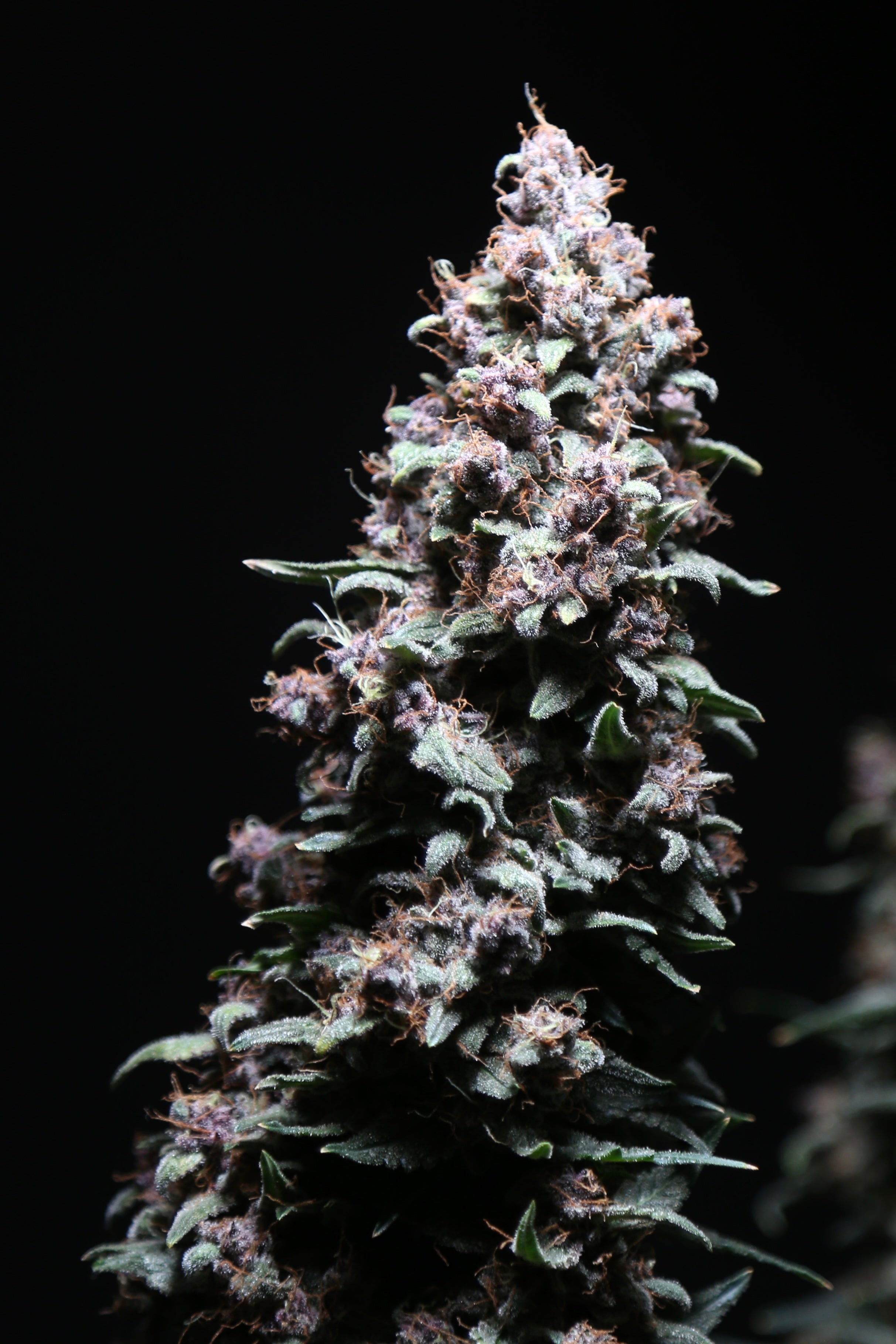 Platinum Ape Auto© (Gorilla Vanilla x Gorilla Glue XXL Auto)