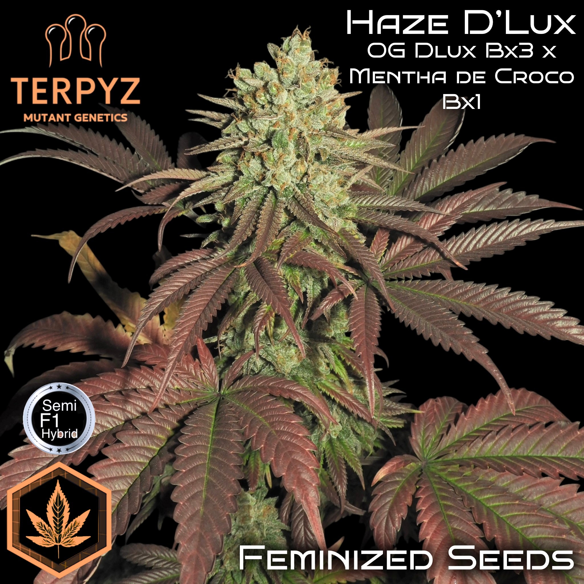 Haze D’Lux© Fem *LIMITED*