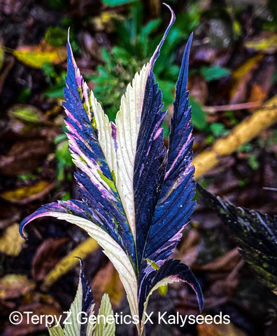 Purple Variegated Ducksfoot leaf Pablo Picasso Kalyseeds TerpyZ