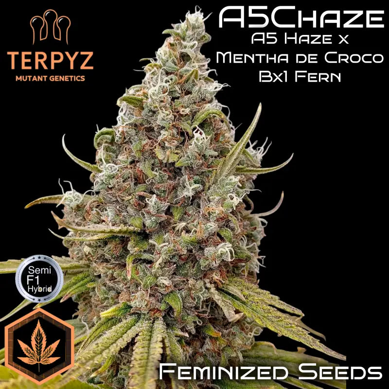 A5chaze terpyz mutant genetics feminized semi f1 cannabis