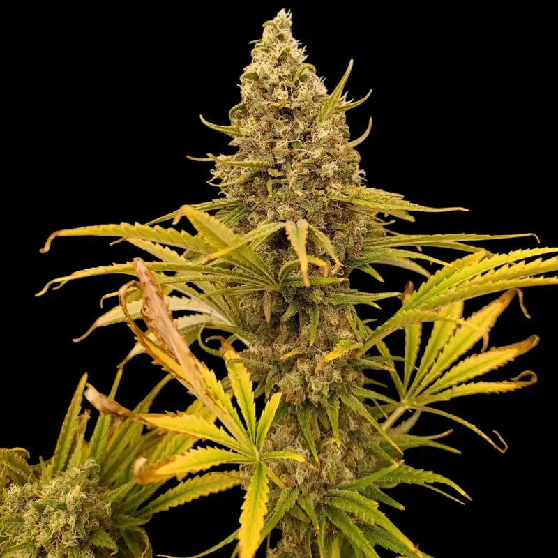 A5chaze terpyz mutant genetics feminized semi f1 cannabis