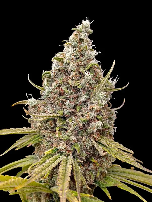 A5chaze terpyz mutant genetics feminized semi f1 cannabis