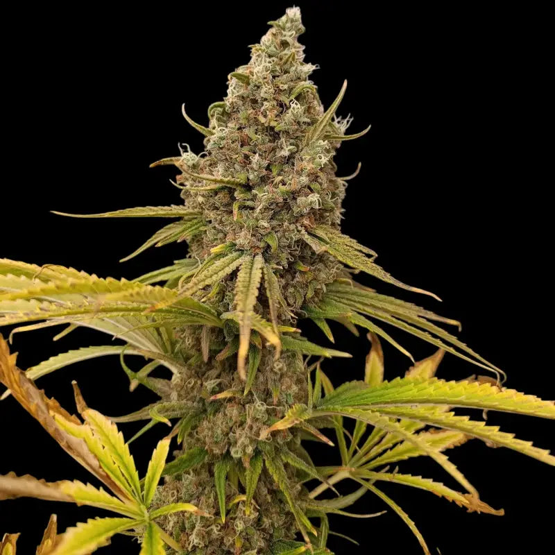 A5chaze terpyz mutant genetics feminized semi f1 cannabis