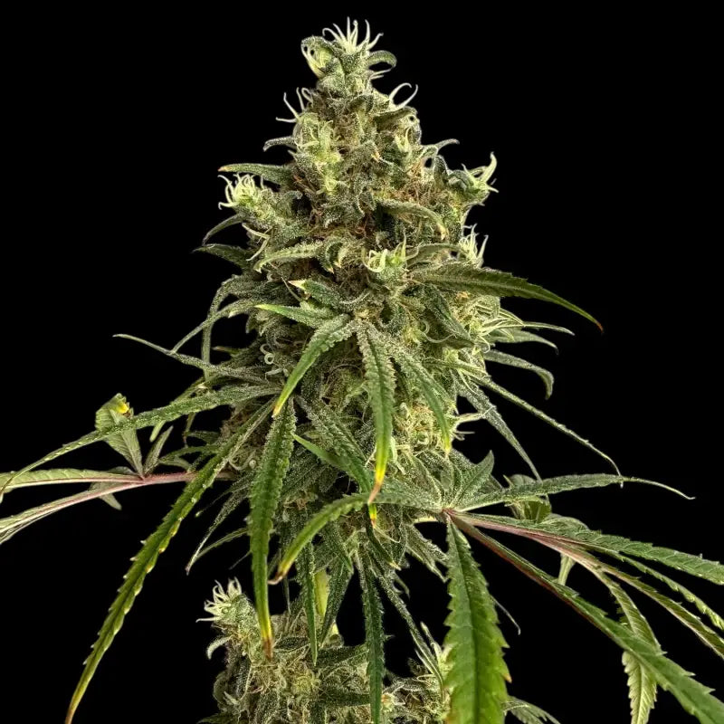 A5chaze terpyz upcoming strains