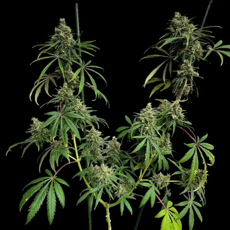 A5chaze terpyz upcoming strains