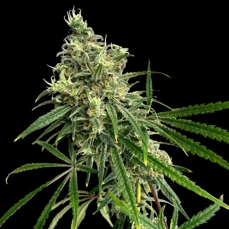 A5chaze terpyz upcoming strains