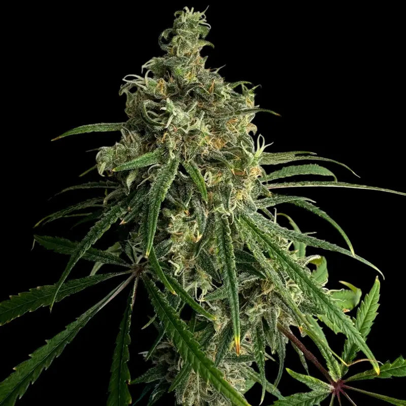 A5chaze terpyz upcoming strains