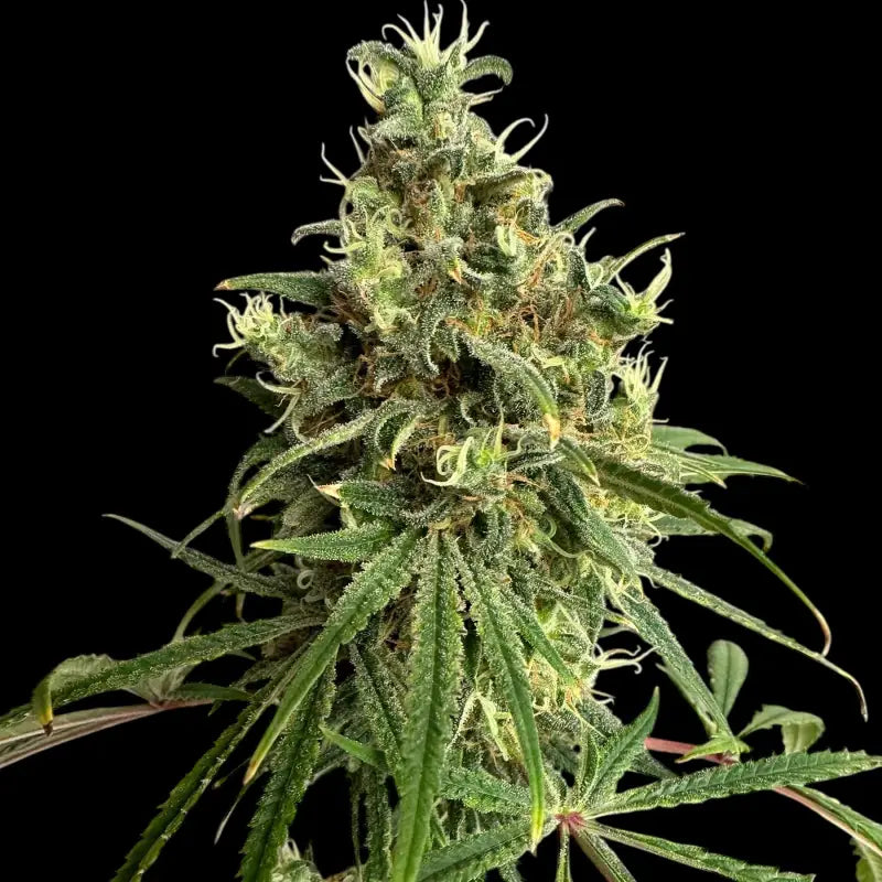 A5chaze terpyz upcoming strains