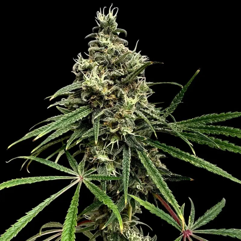 A5chaze terpyz upcoming strains