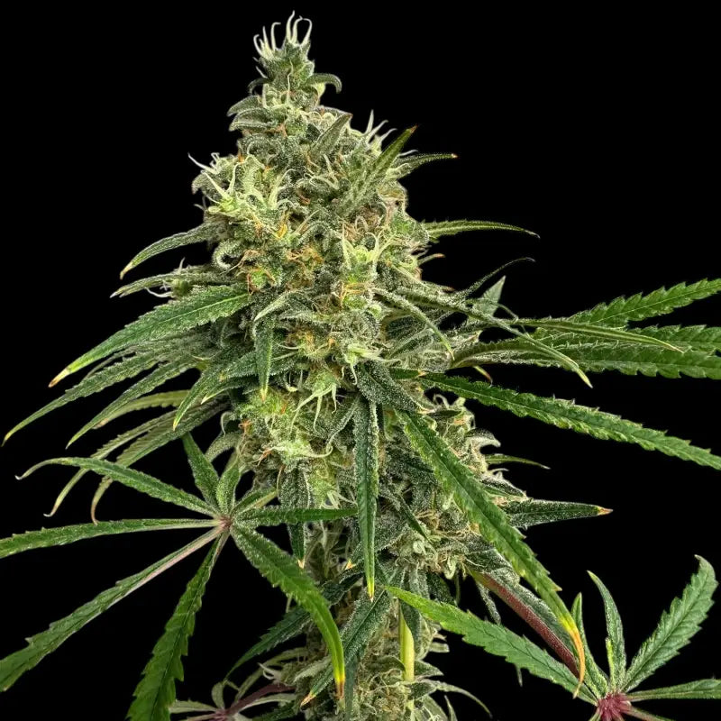 A5chaze terpyz upcoming strains