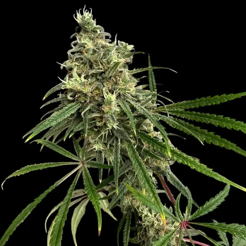 A5chaze terpyz upcoming strains