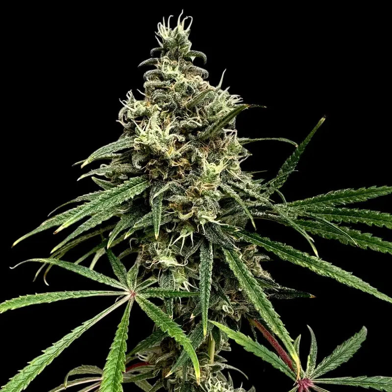 A5chaze terpyz upcoming strains