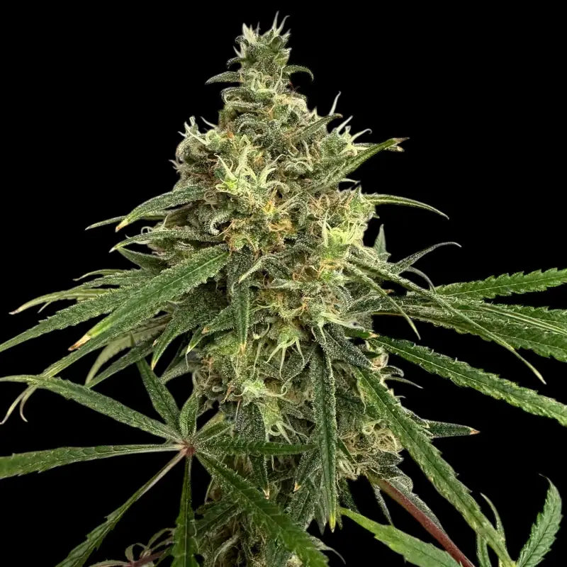 A5chaze terpyz upcoming strains