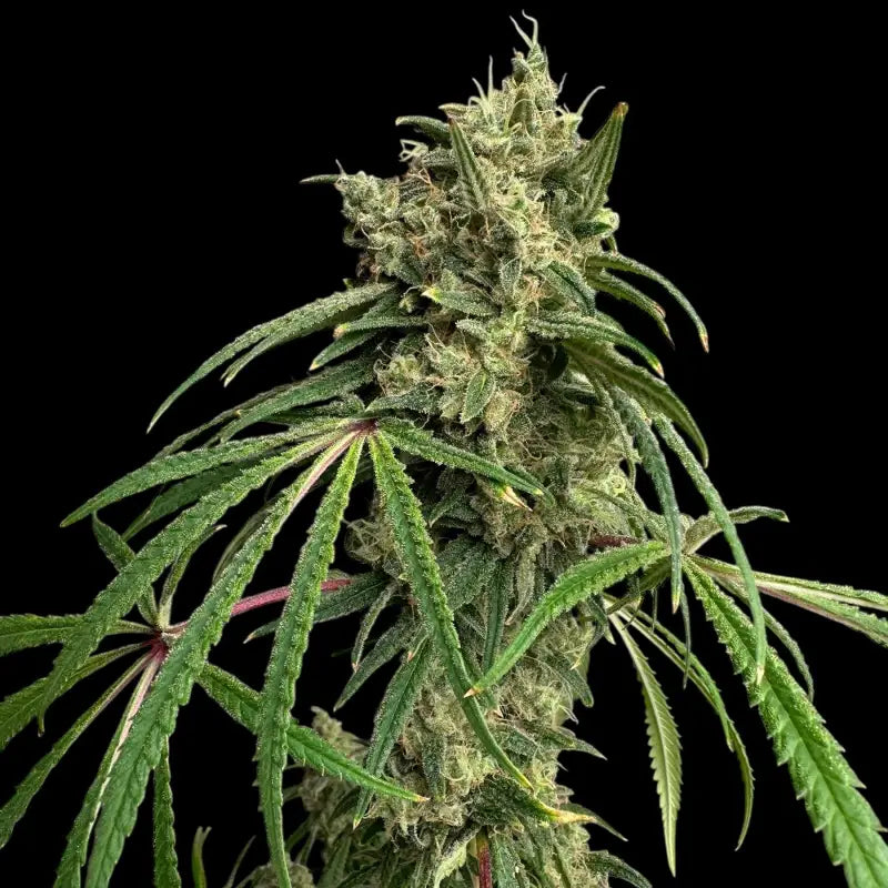 A5chaze terpyz upcoming strains