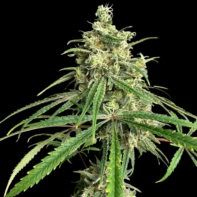 A5chaze terpyz upcoming strains