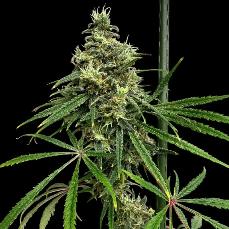 A5chaze terpyz upcoming strains