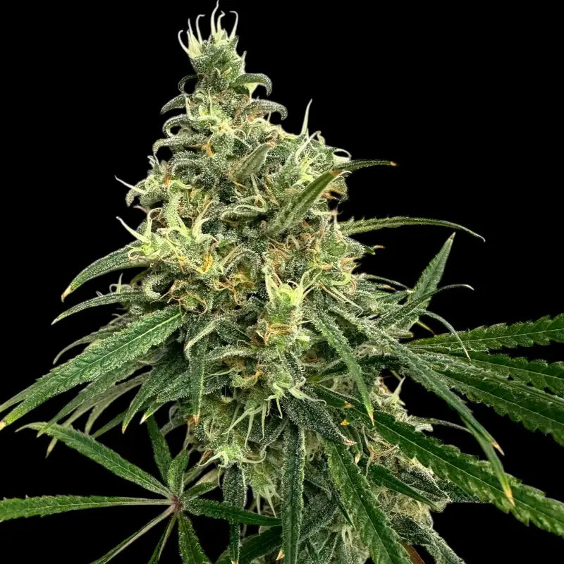 A5chaze terpyz upcoming strains