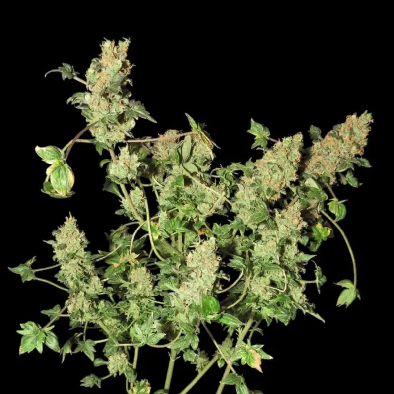 Abc pink og terpyz australian bastard cannabis seeds mutant