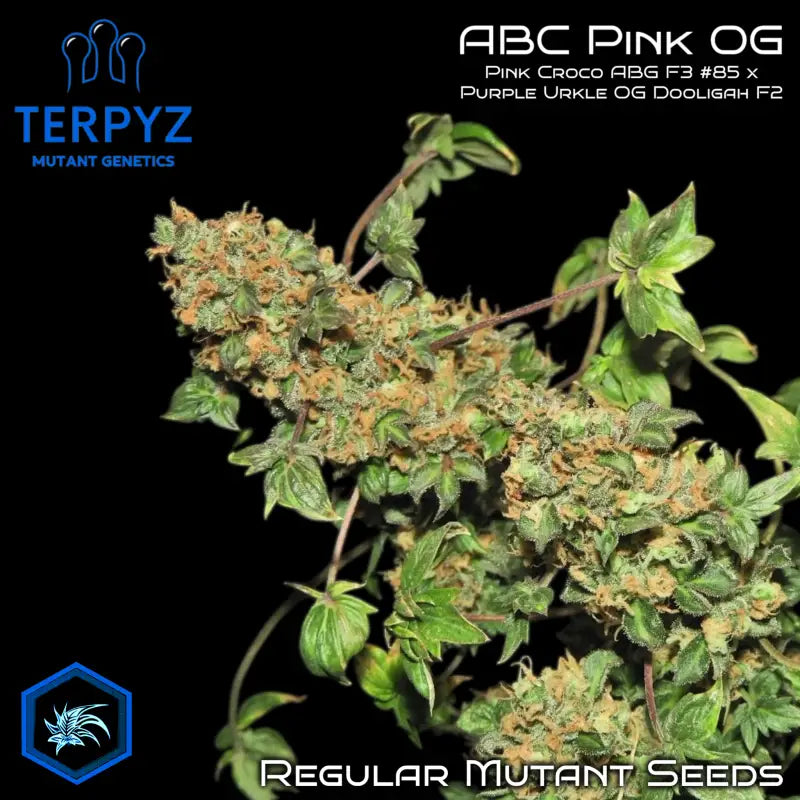 Abc pink og terpyz australian bastard cannabis seeds mutant