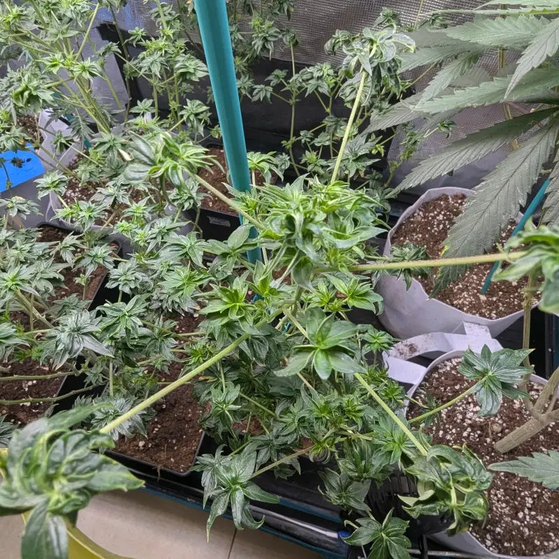 Abc pink og terpyz australian bastard cannabis seeds mutant