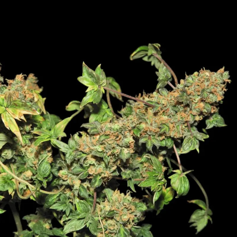 Abc pink og terpyz australian bastard cannabis seeds mutant