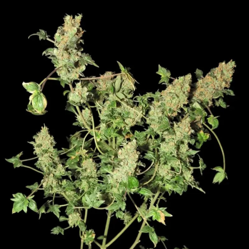 Abc pink og terpyz australian bastard cannabis seeds mutant