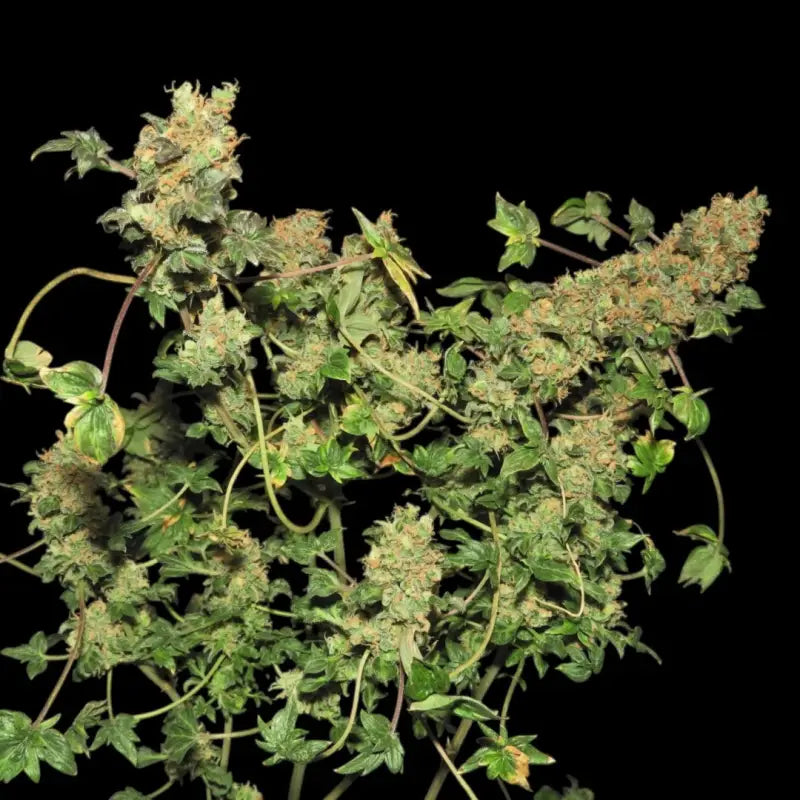 Abc pink og terpyz australian bastard cannabis seeds mutant