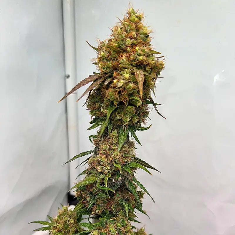 Lemon lizzard© semi f1 reg *only as free seeds* terpyz