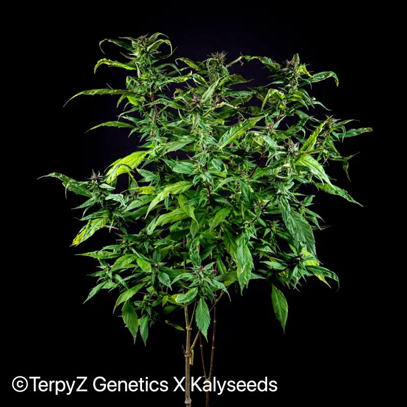 Ad17 ’apricot delia’ blueberry (regular mutant cannabis