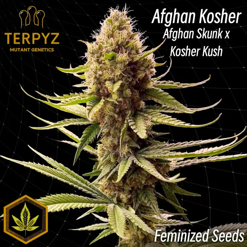 Afghan kosher© fem terpyz feminized cannabis seeds feminised