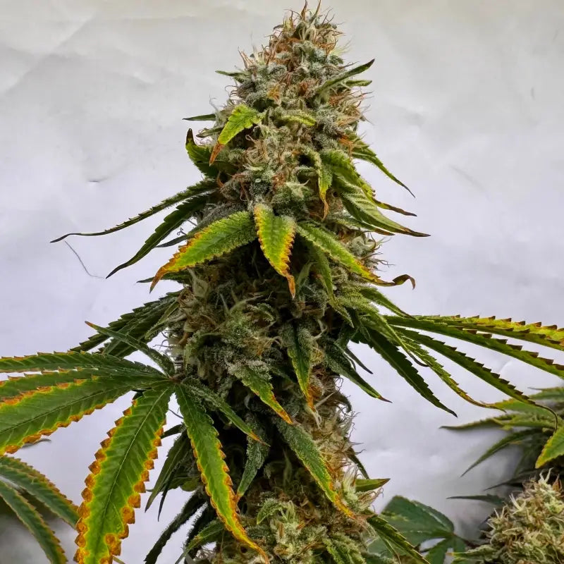Afghan kosher© fem terpyz feminized cannabis seeds classic