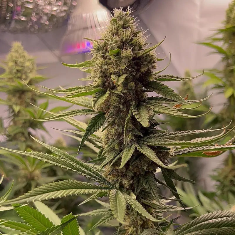 Afghan kosher© fem terpyz feminized cannabis seeds feminised
