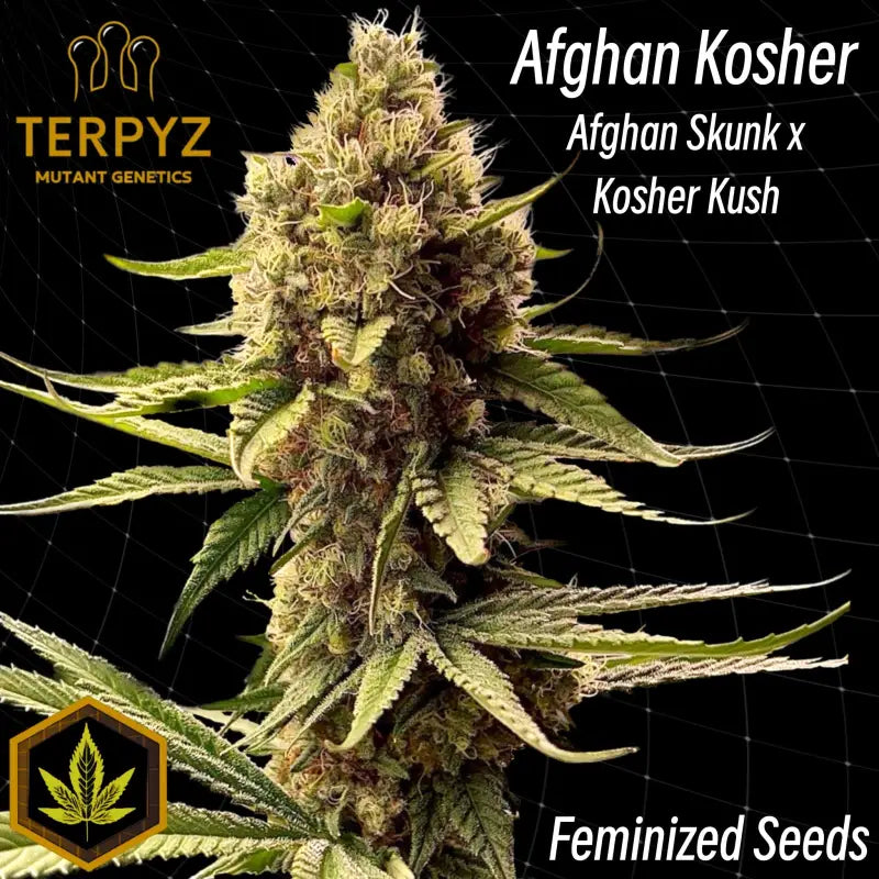 Afghan kosher© fem terpyz feminized cannabis seeds feminised
