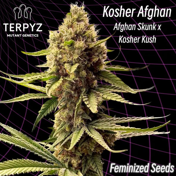 Afghan kosher (feminized cannabis seeds) terpyz feminized