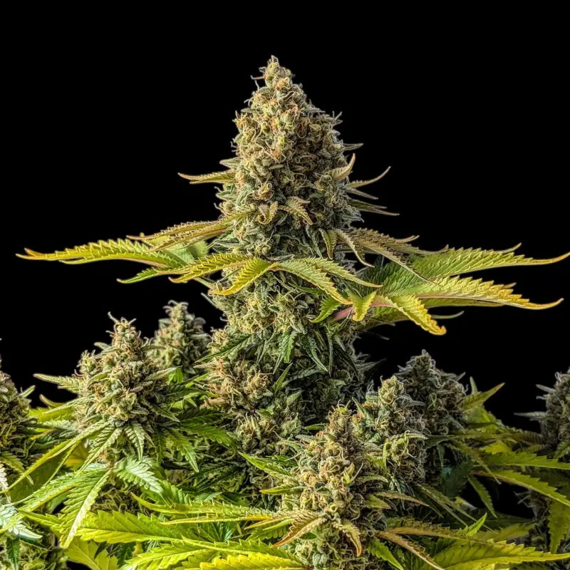 Alien cheddar mintz terpyz mutant cannabis seeds