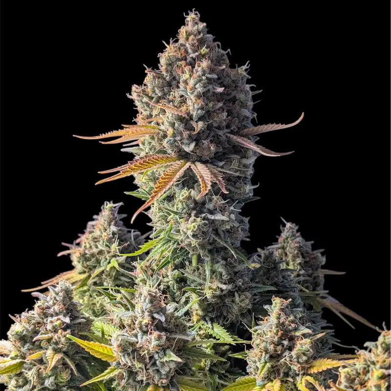 Alien cheddar mintz terpyz upcoming strains